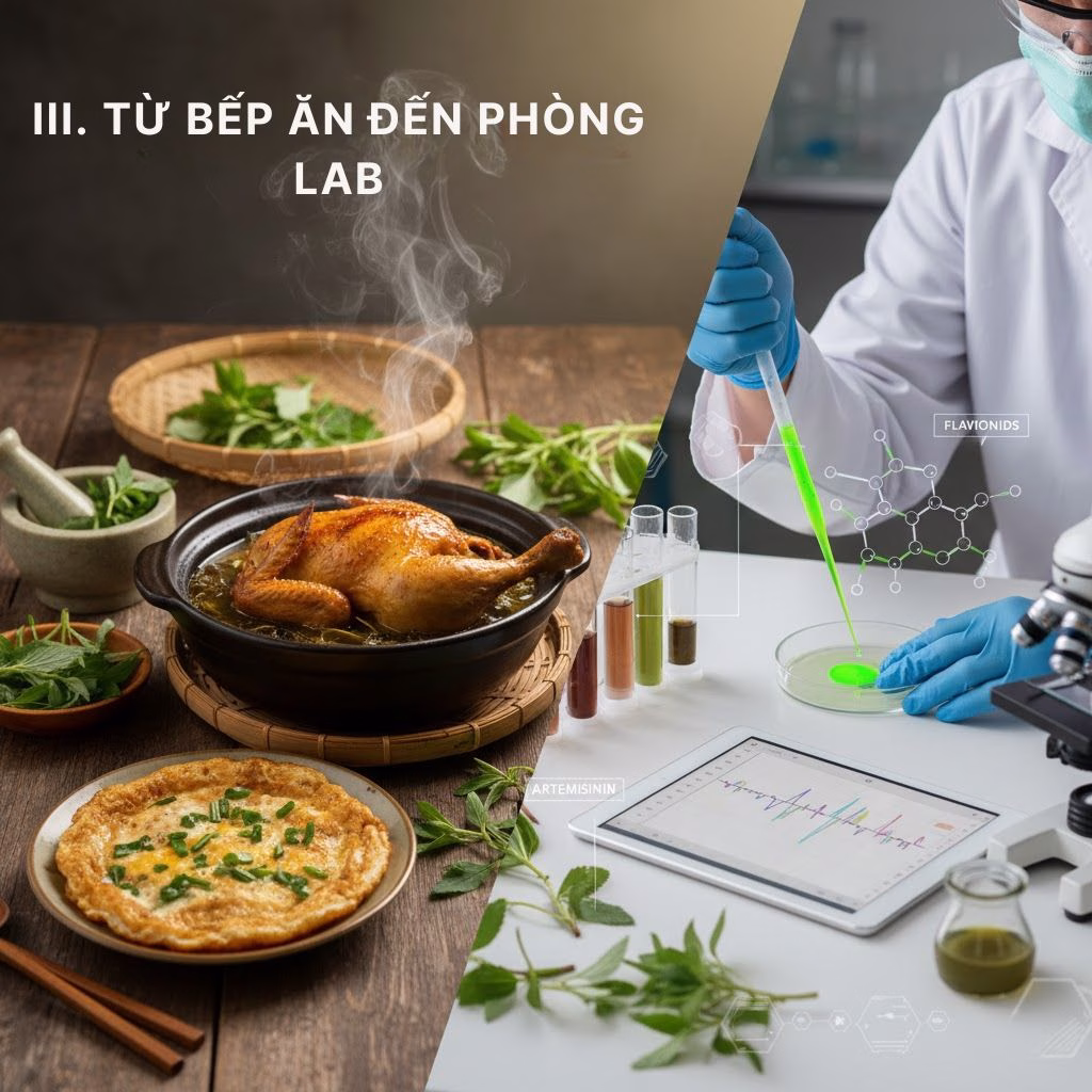 Ngải Cứu: Vị Thuốc 'Quý' Và 'Độc'—Làm Sao Để Dùng Đúng Mà Không Hại Sức Khỏe? 4